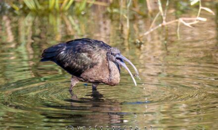 Zwarte Ibis