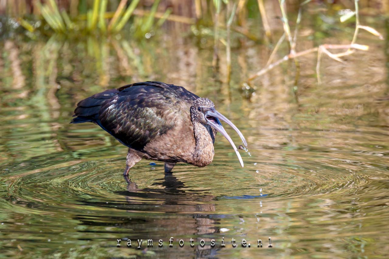 Zwarte Ibis Populierenbosje Zevenhuizen.