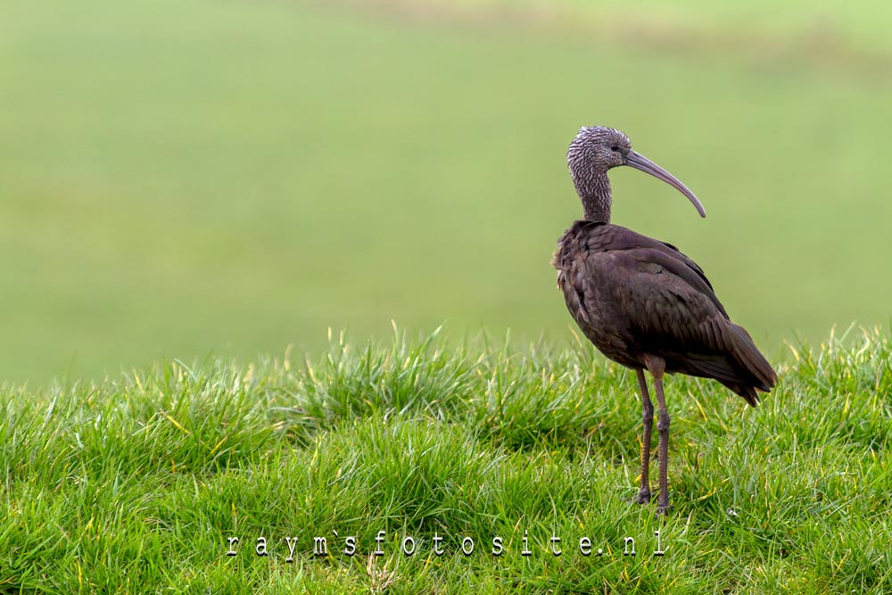 In 2014 zag ik ook al 1 van deze dwaalgasten in Zoetermeer in de polder.