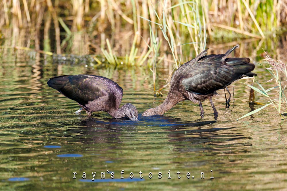 Zwarte Ibissen. Eerder in het jaar zaten er wel 8 vogels!