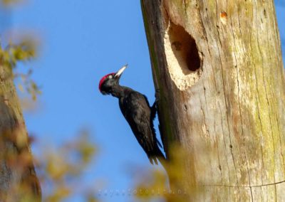 De zwarte specht bezig om een nest in de boom te maken.
